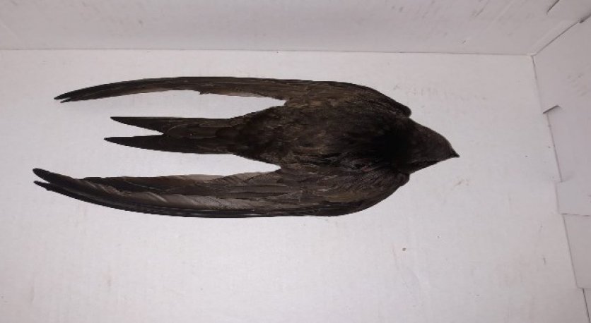 Payasta yaralı bulunan Ebabil kuşu tedavi altına alındı