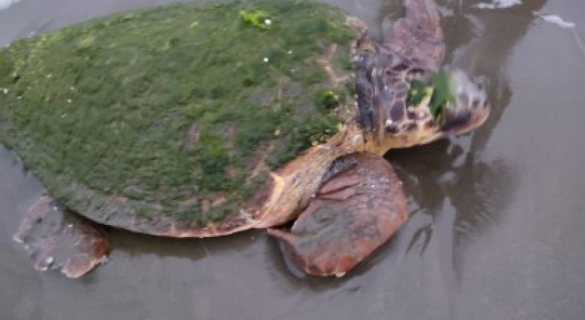 Erzin sahilinde yaralı Caretta Caretta