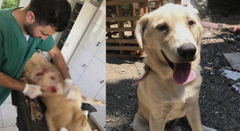 Samandağ'da kan donduran olay! Köpeği bıçaklayarak öldürdü