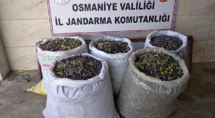 Osmaniye'de zeytin hırsızlığı iddiasıyla 1 kişi gözaltına alındı