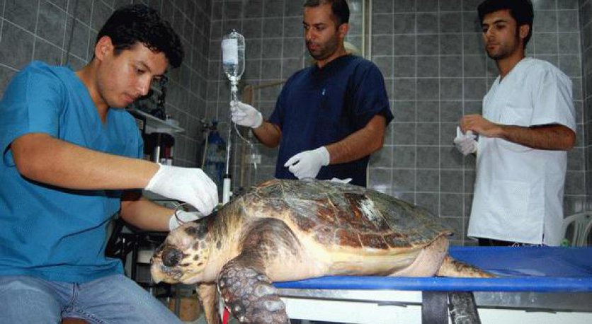 Yaralı bulunan Caretta Caretta yaşama döndürüldü