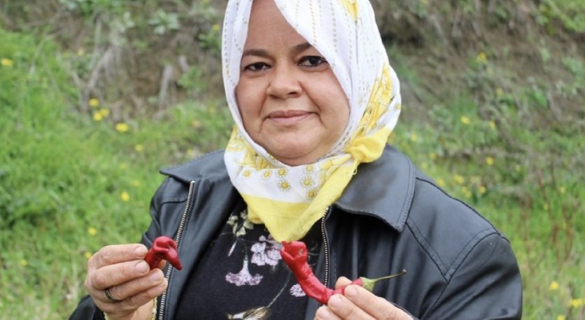 Hatay'da kadın çiftçinin yetiştirdiği biberler görenleri hayrete düşürdü