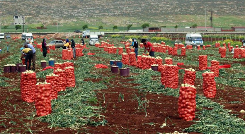 Hatay’da turfanda soğan hasatı sevinci