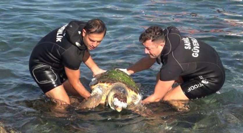 Hatay'da caretta caretta'nın cansız bedeni sahile vurdu