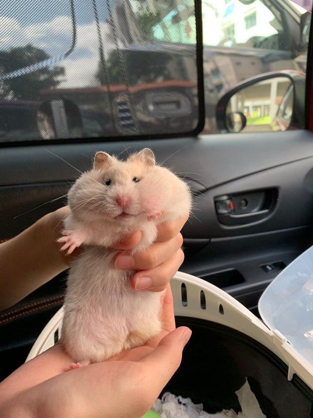 satilik hamster uygun fiyatlari konak izmir